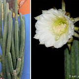 Trichocereus macrogonus ssp. pachanoi (Lima, Peru) (only one plant for each size! exceptional. Ask for avaibility before ordering) 32-44-65cm H